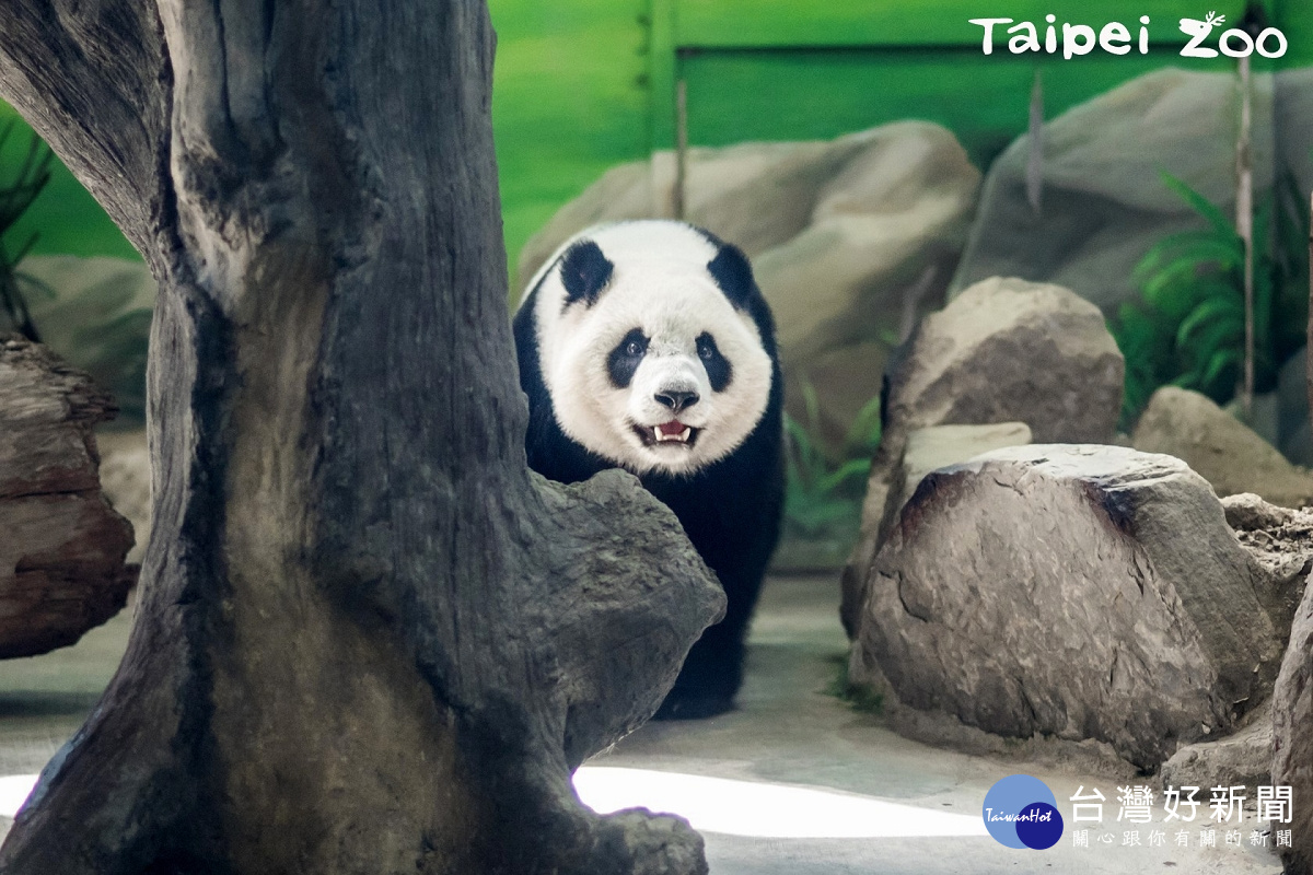 「圓仔」（圖／台北市立動物園提供）