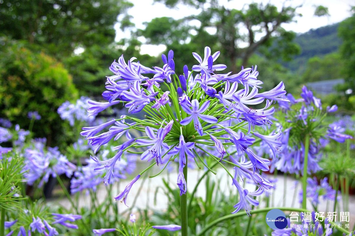 藍紫色的愛情花浪漫優雅(圖/台北市政府工務局提供)