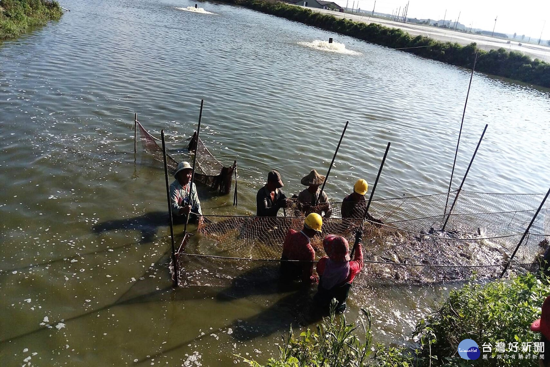 為吳郭魚搬家前得把魚圍上岸。(圖/記者黃芳祿攝) 