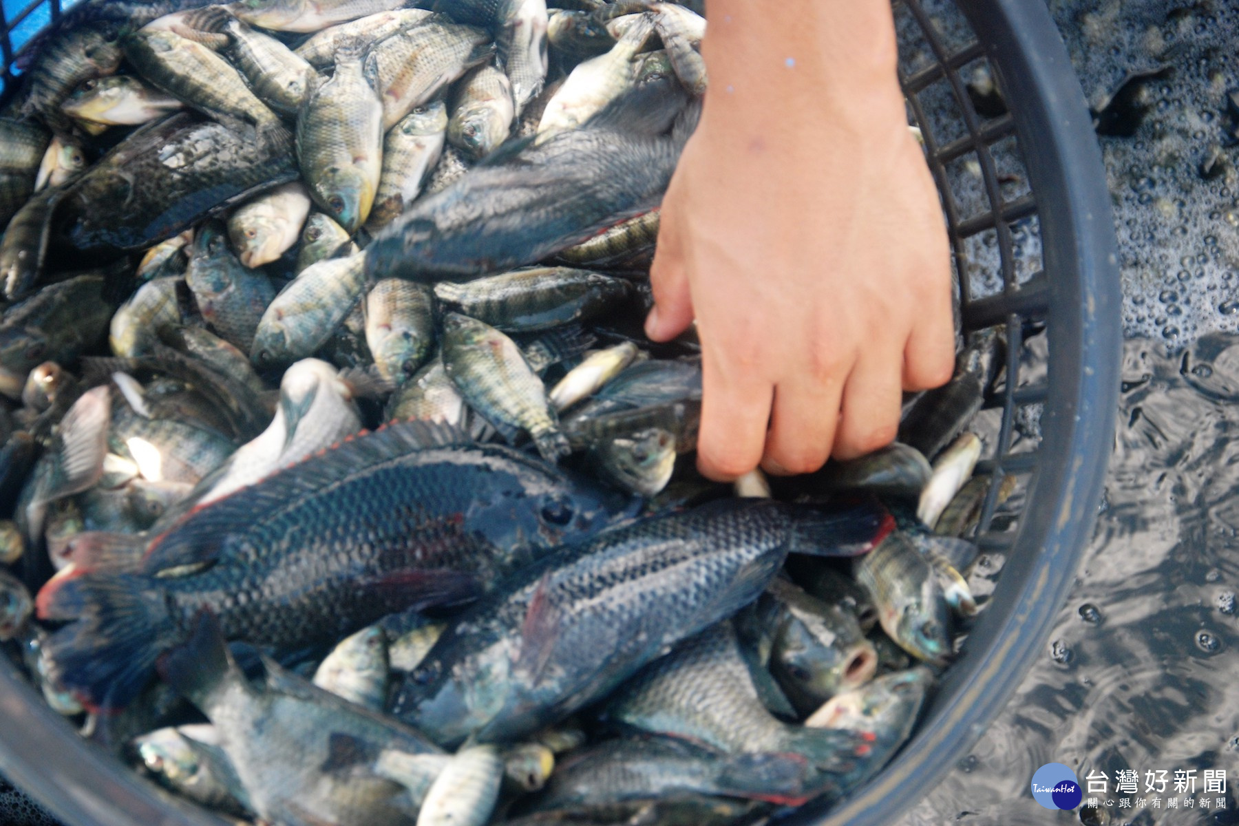 上岸後的吳郭魚「抓大放小」，得在很快時間內把小魚再放回魚塭池續養。(圖/記者黃芳祿攝) 