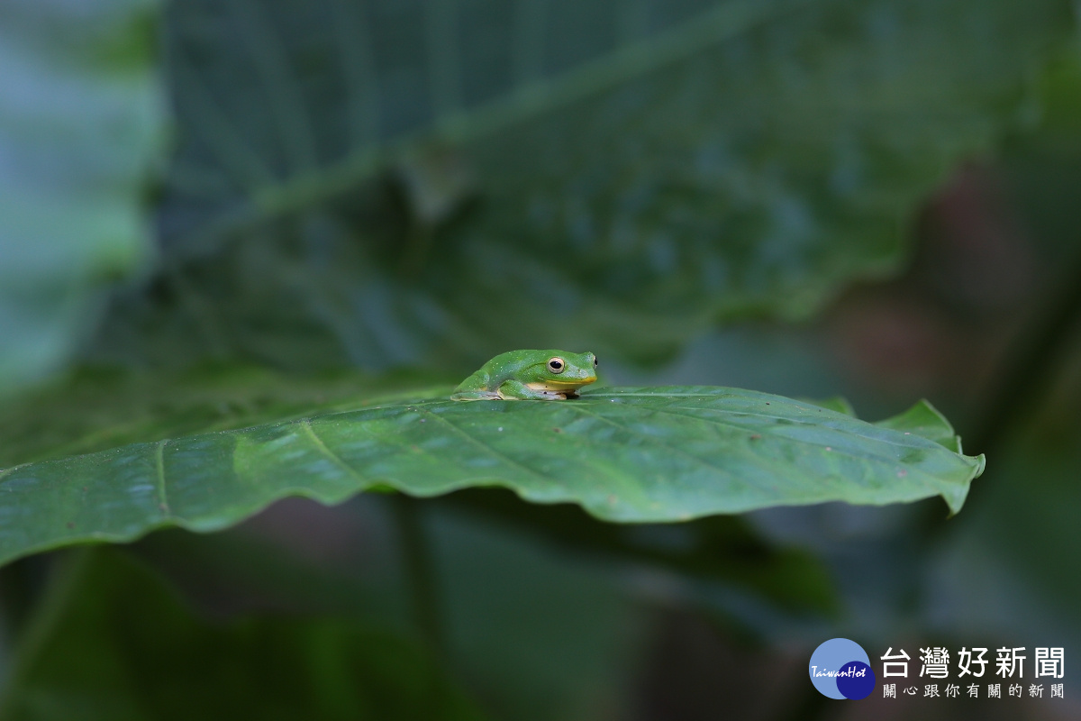 富陽自然生態公園是台北樹蛙重要棲息地（圖／台北市政府工務局提供）