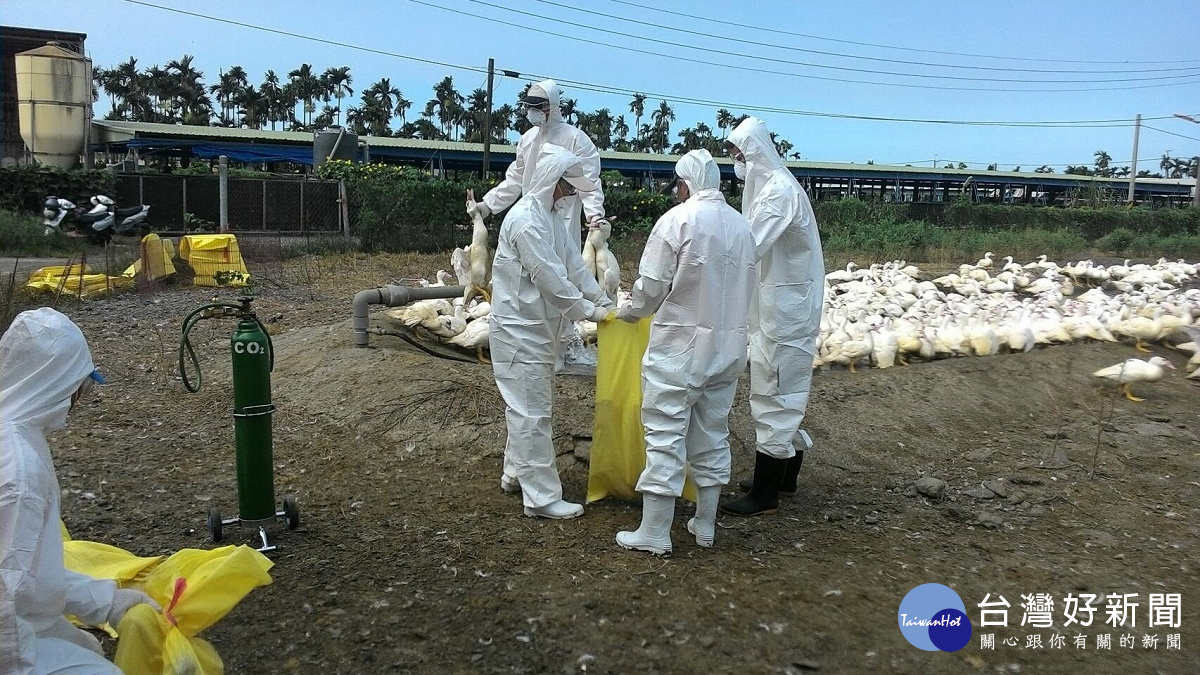 禽流感撲殺作業（圖／屏東縣政府動物防疫所提供）