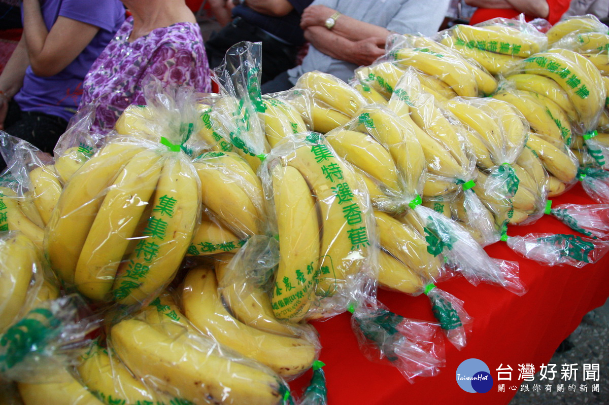 集集香蕉海拔略高風味獨特引起搶購。（記者扶小萍攝）