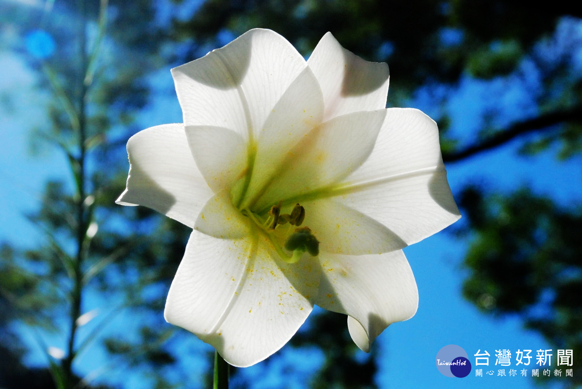 園區內野生種的白色大型喇叭狀花朵的台灣百合繽紛綻放，熱情迎賓。