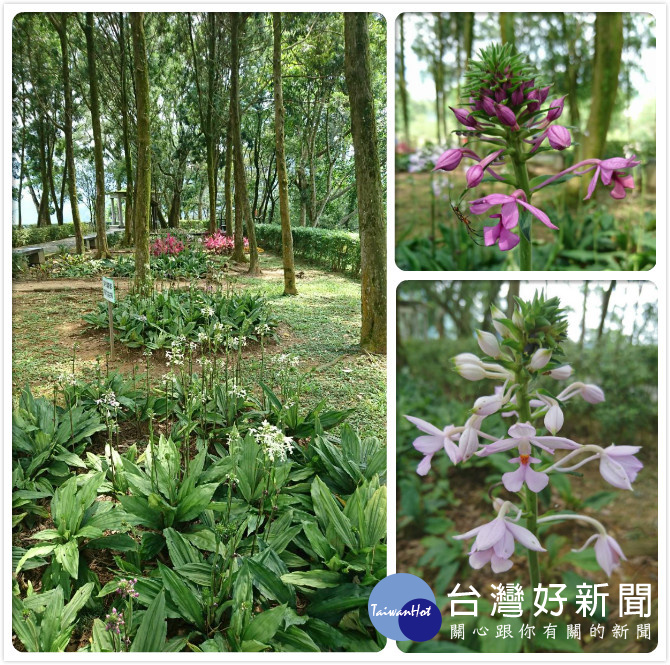 桃園市政府風景區管理處為發展原生花卉觀光,辦理根節蘭花季,以花會友,歡迎舊雨新知一起來賞花。