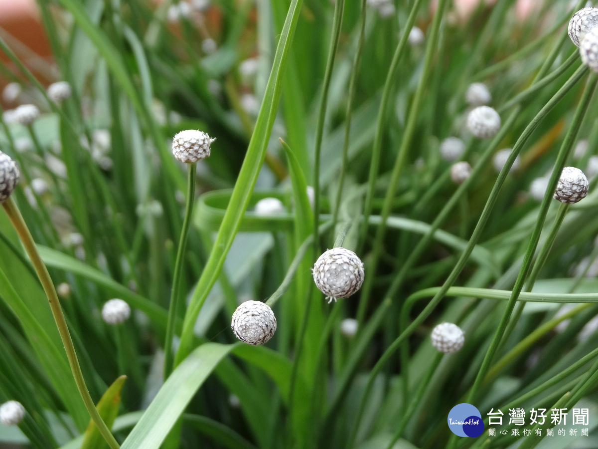 水生植物。（圖／台北市政府工務局提供）