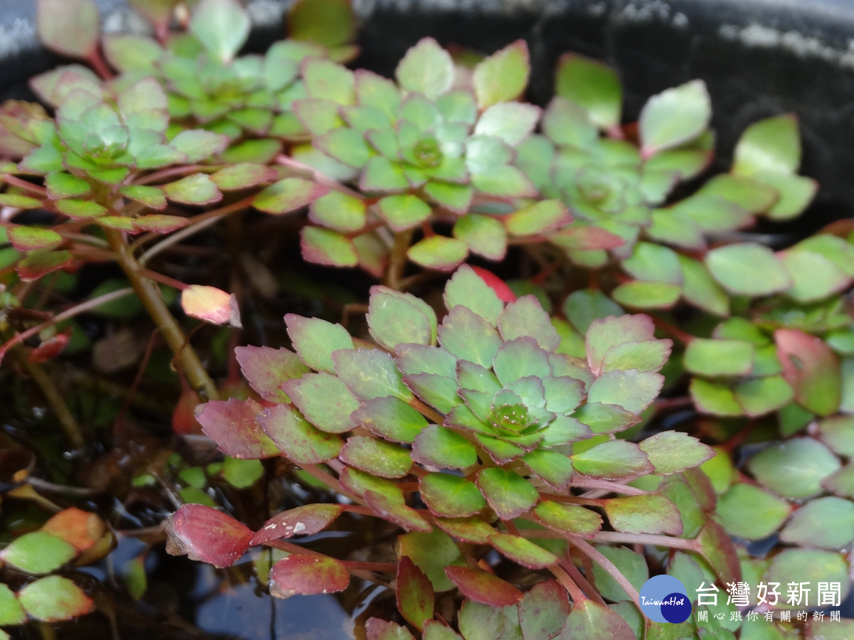 水生植物。（圖／台北市政府工務局提供）