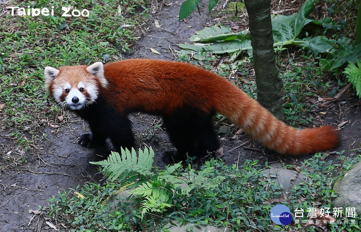 小貓熊「可可」(公)已經滿兩歲了。(圖/台北市立動物園提供)