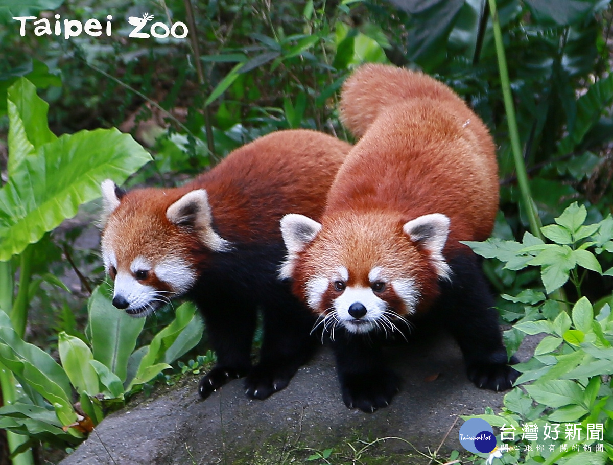 小貓熊「奇奇」（公）和「妙妙」（公）也是雙胞胎。（圖／台北市立動物園提供）