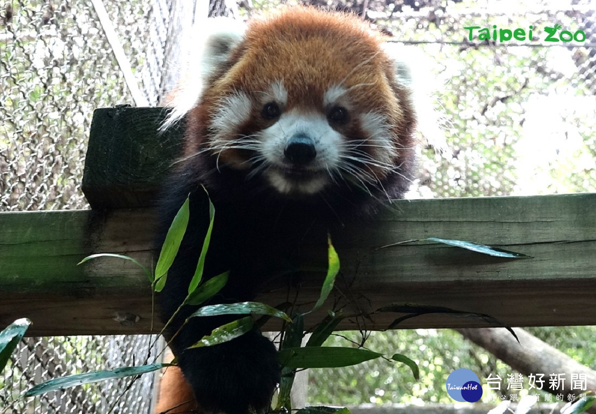 小貓熊爸爸「歡歡」。(圖/台北市立動物園提供)