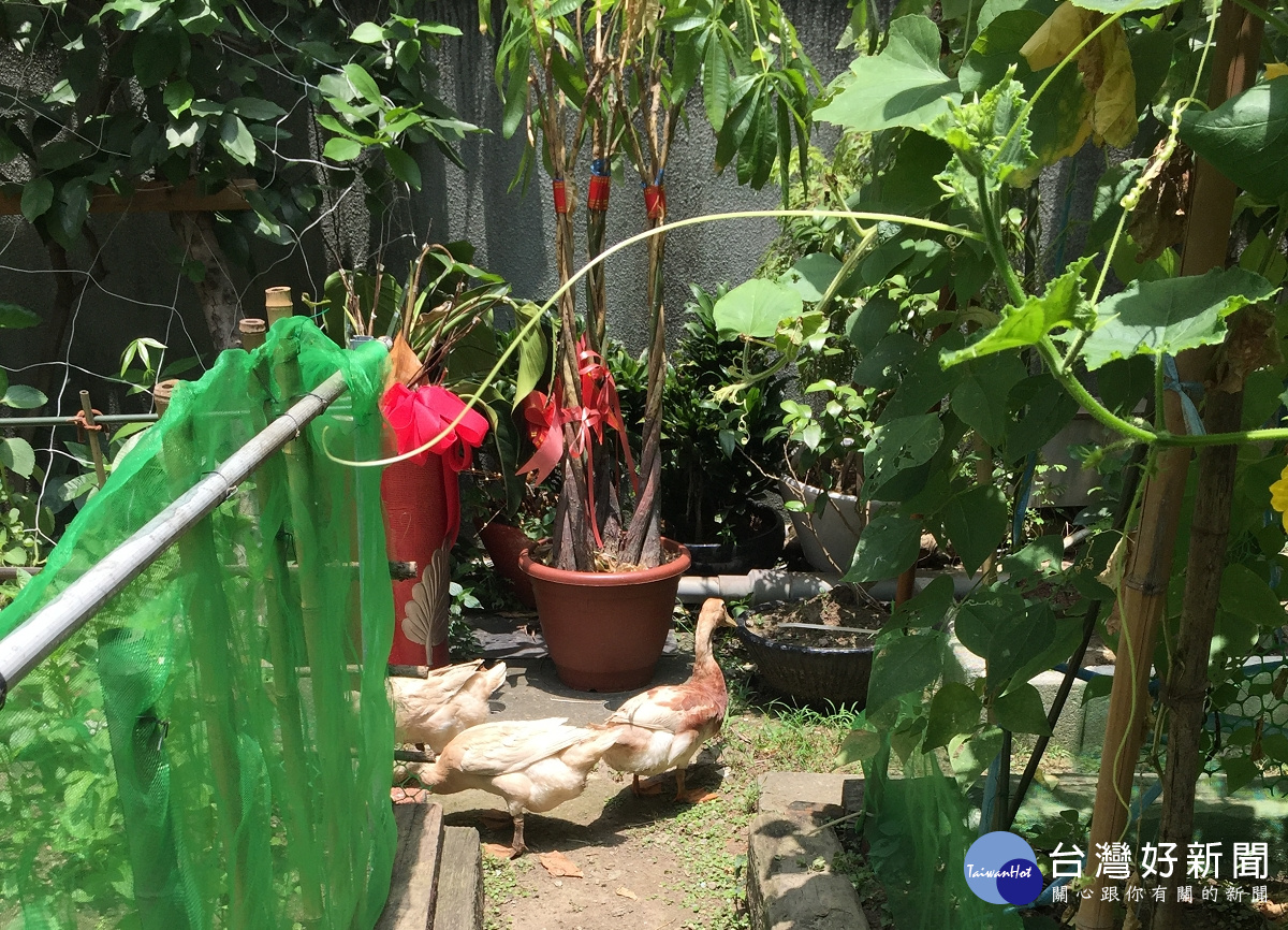 金華小鴨穿梭在小田園。(圖/台北市政府工務局提供)
