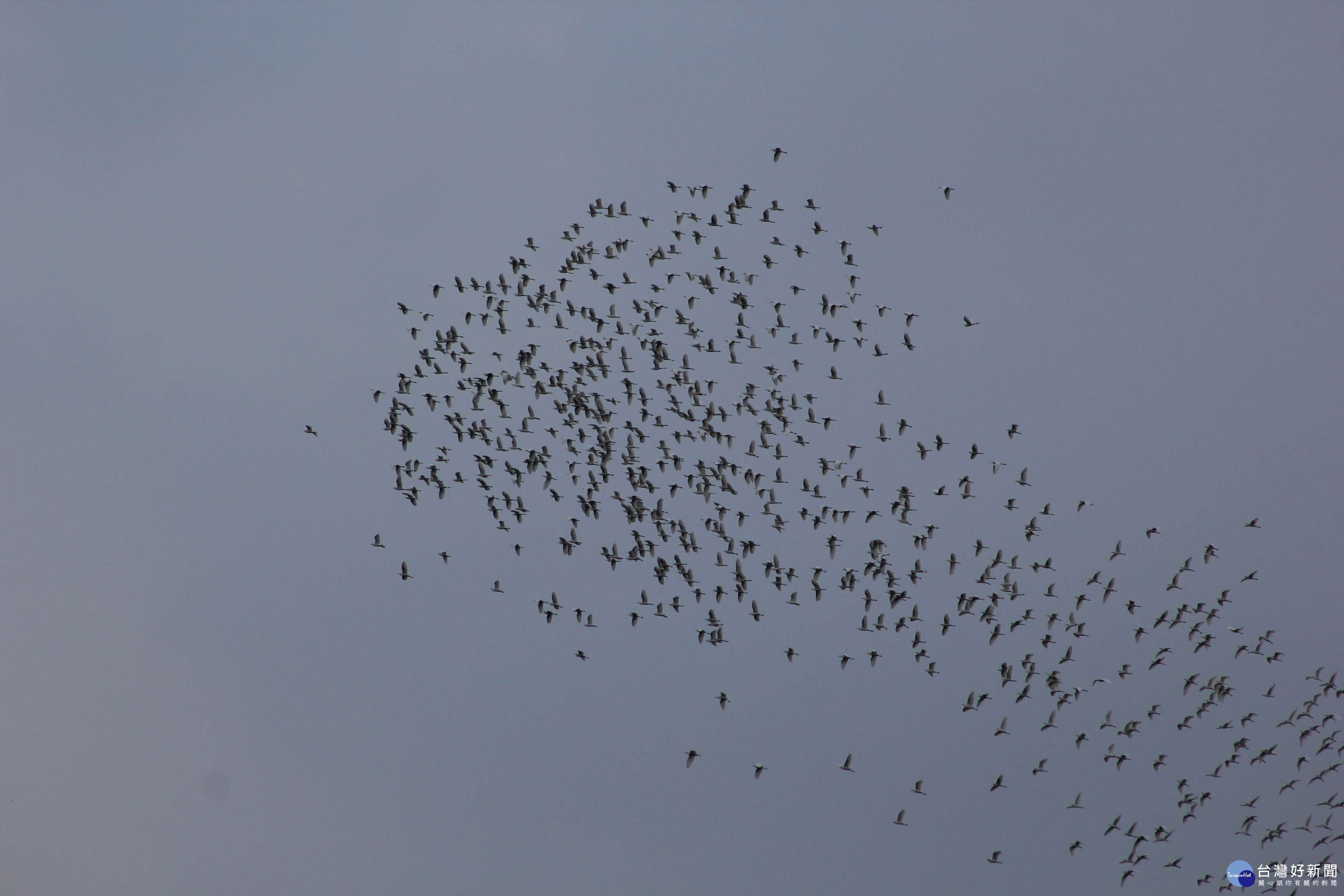 阿里山太興黃頭鷺季，太興「萬鷺朝鳳」生態影像如飛天銀龍!