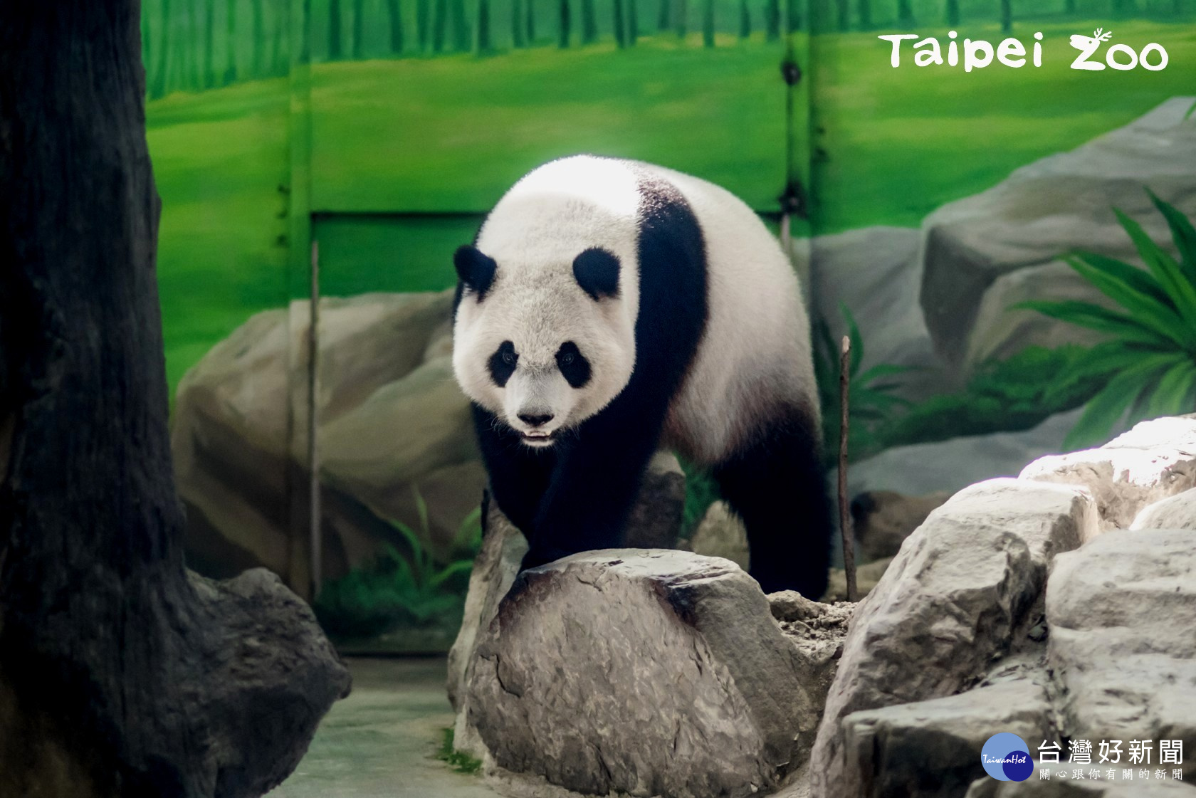 (圖/台北市立動物園提供)