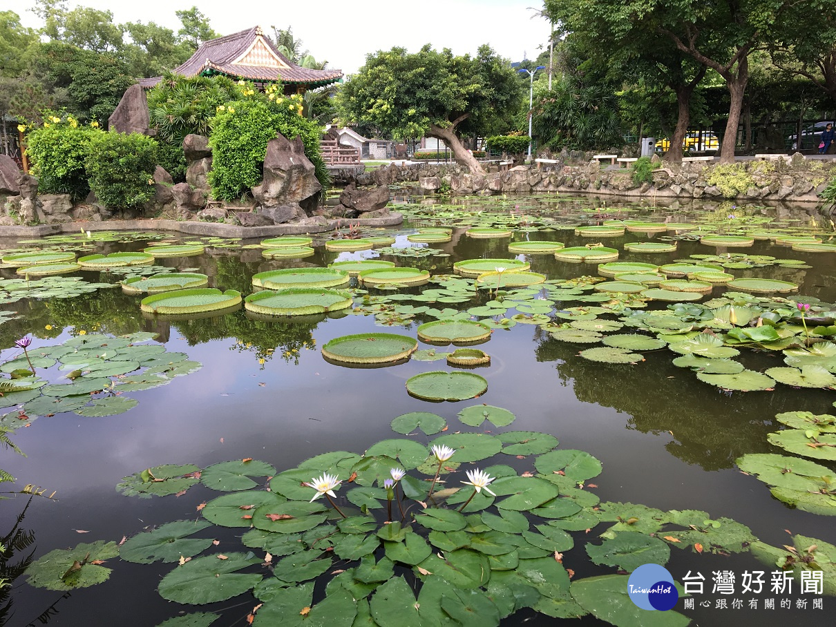 雙溪公園大王蓮　體驗輕功水上漂