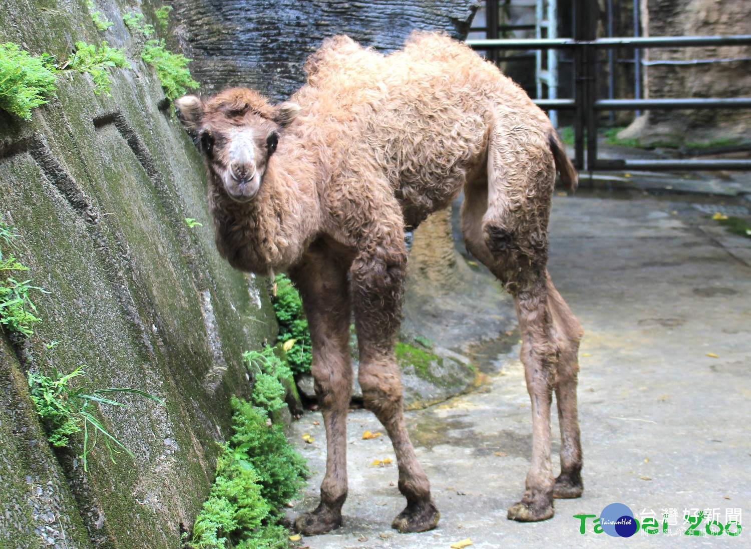 (圖/台北市立動物園提供)