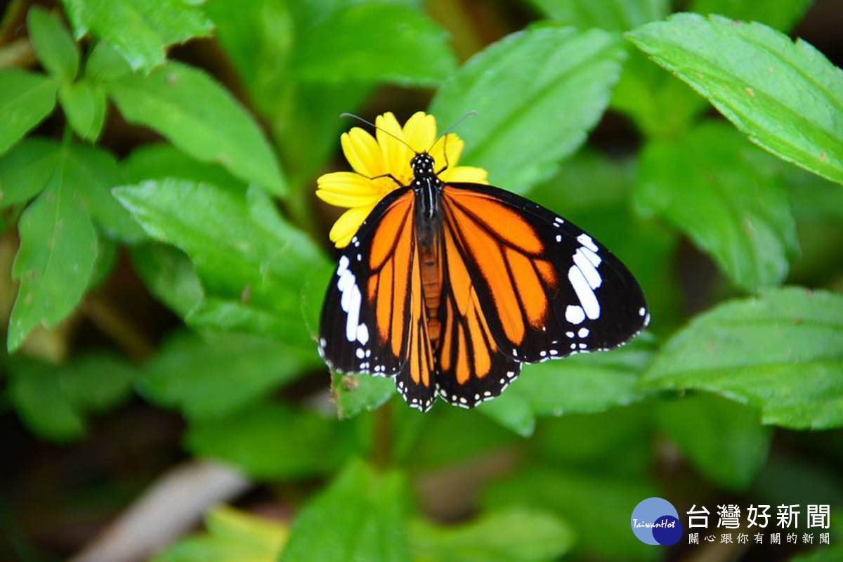 埔里鎮蝴蝶種類佔台灣一半以上，素有「蝴蝶王國」之美稱。