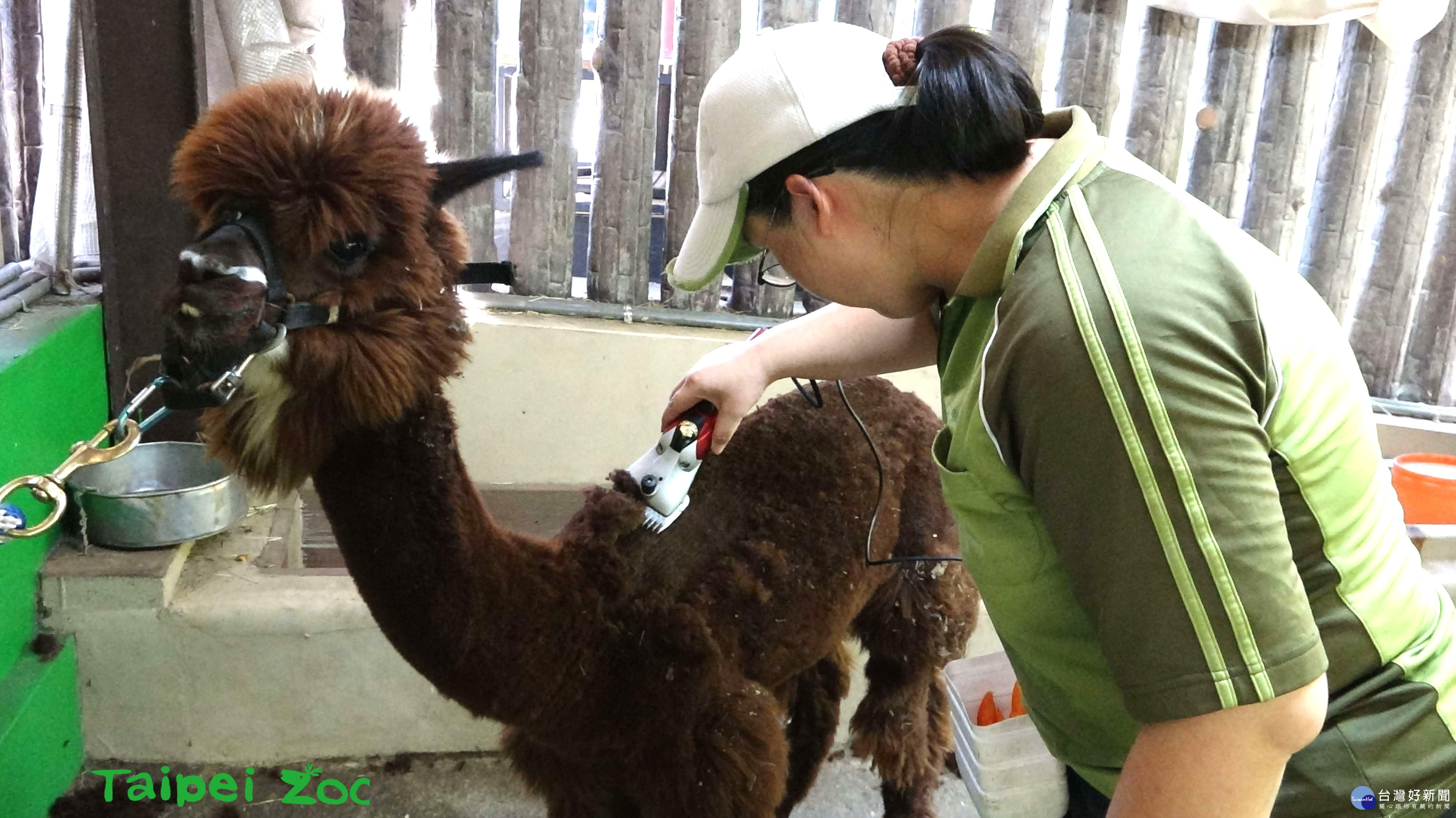 動物園羊駝換新裝　「龎克」造型帥到嫑嫑的