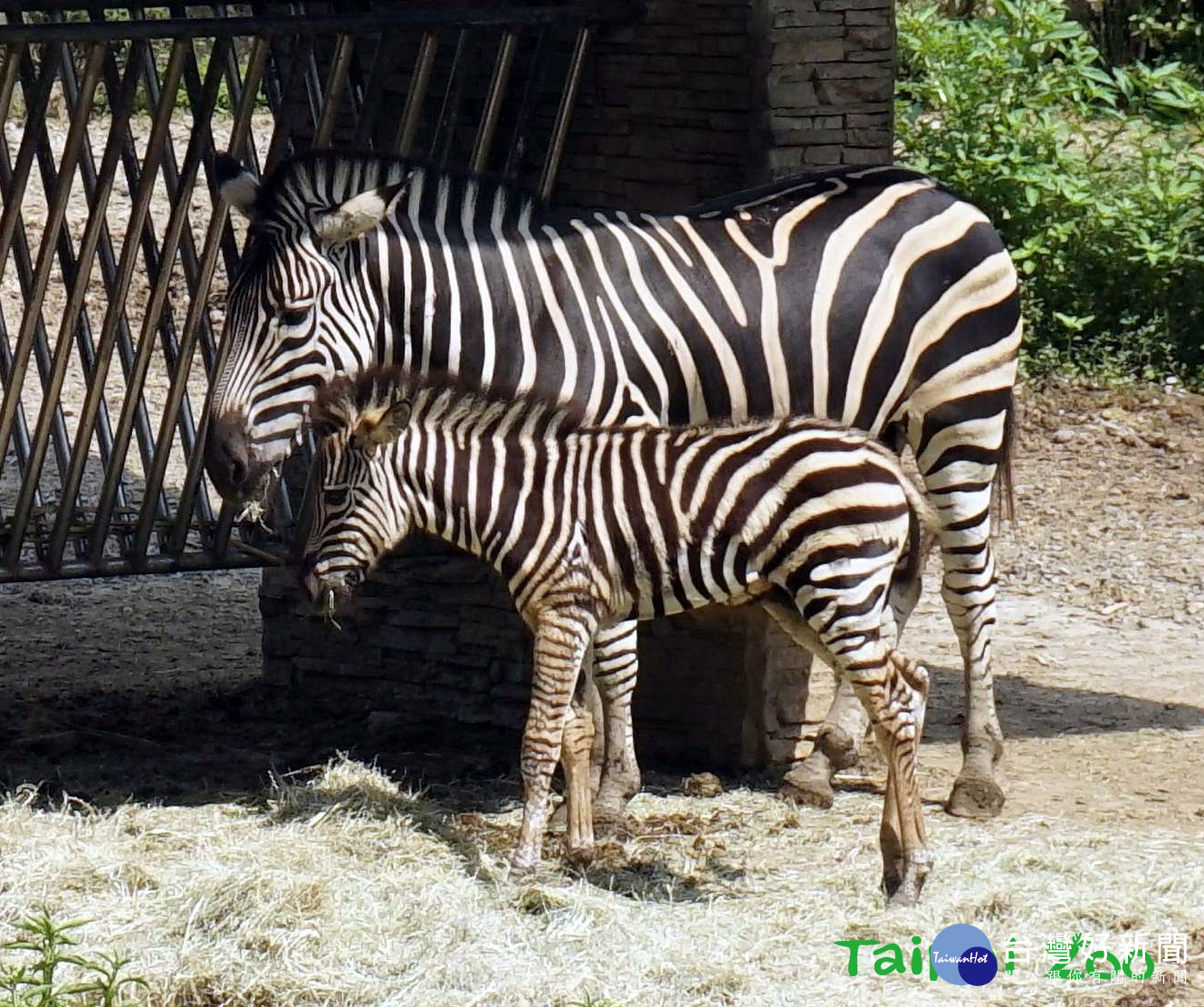 動物群體生活如同「宮廷劇」　斑馬寶寶「子憑母貴」　（圖／臺北市立動物園提供）