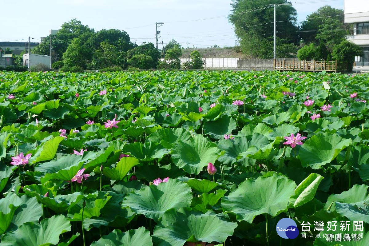 曾爆紅二林外竹里蓮花池突然消失　遊客驚嘆如可惜