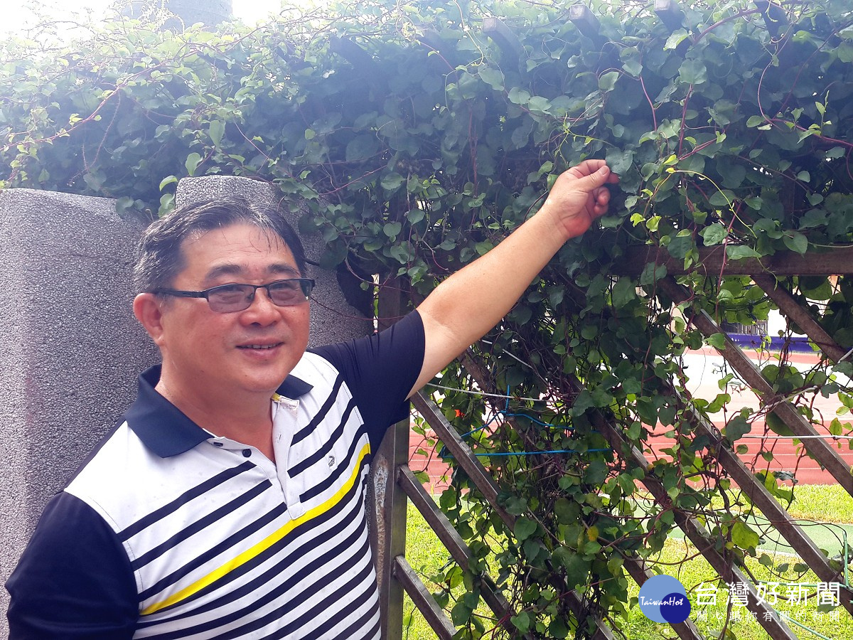 吳朝琦里長特別帶我們到文德國小的可食性圍牆,上面種植了養生蔬菜川七。(圖/記者黃竹佑攝)