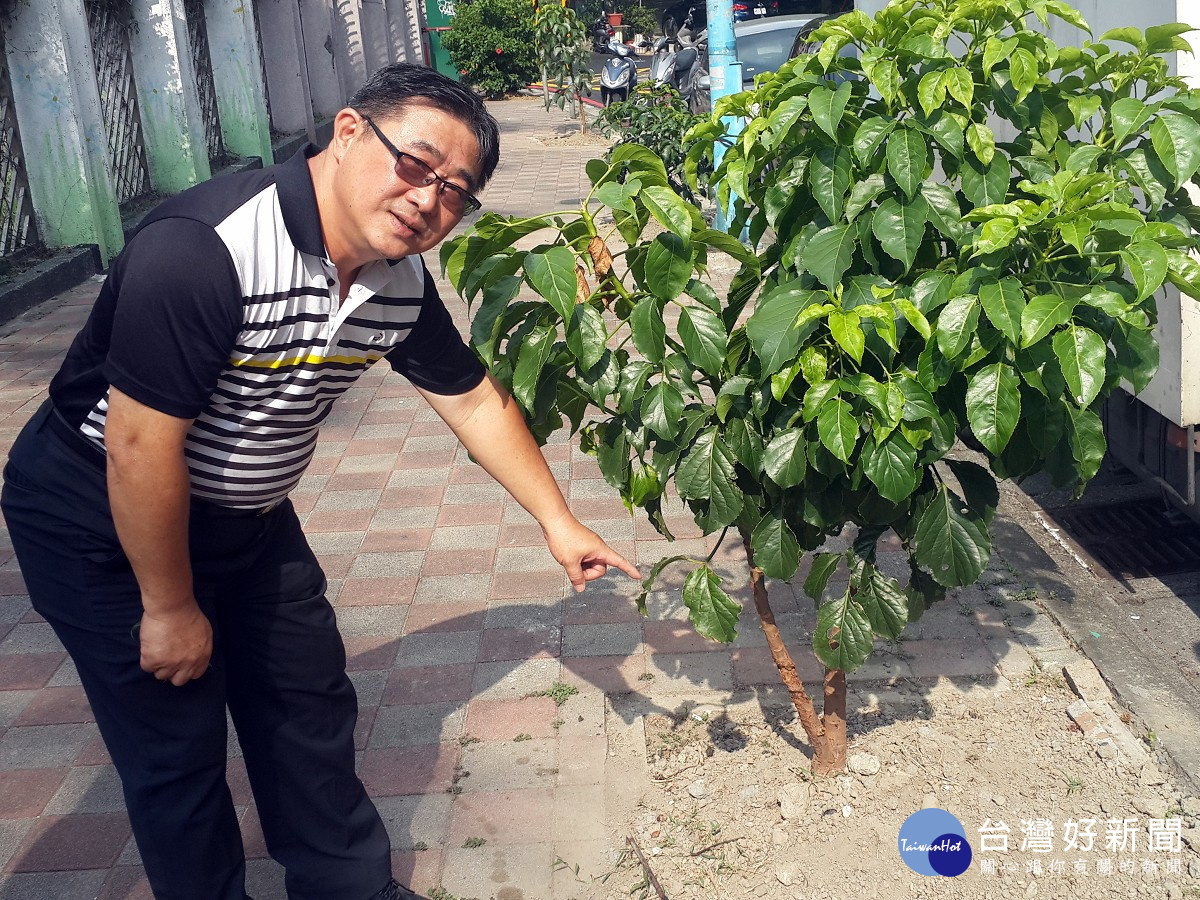 里長吳朝琦表示，位於文德國小人行道的樹穴上，下週將開放給里內民眾去認養，種植可食性的蔬菜，透過民眾的種植蔬菜也可順便幫樹澆水。（圖／記者黃竹佑攝）