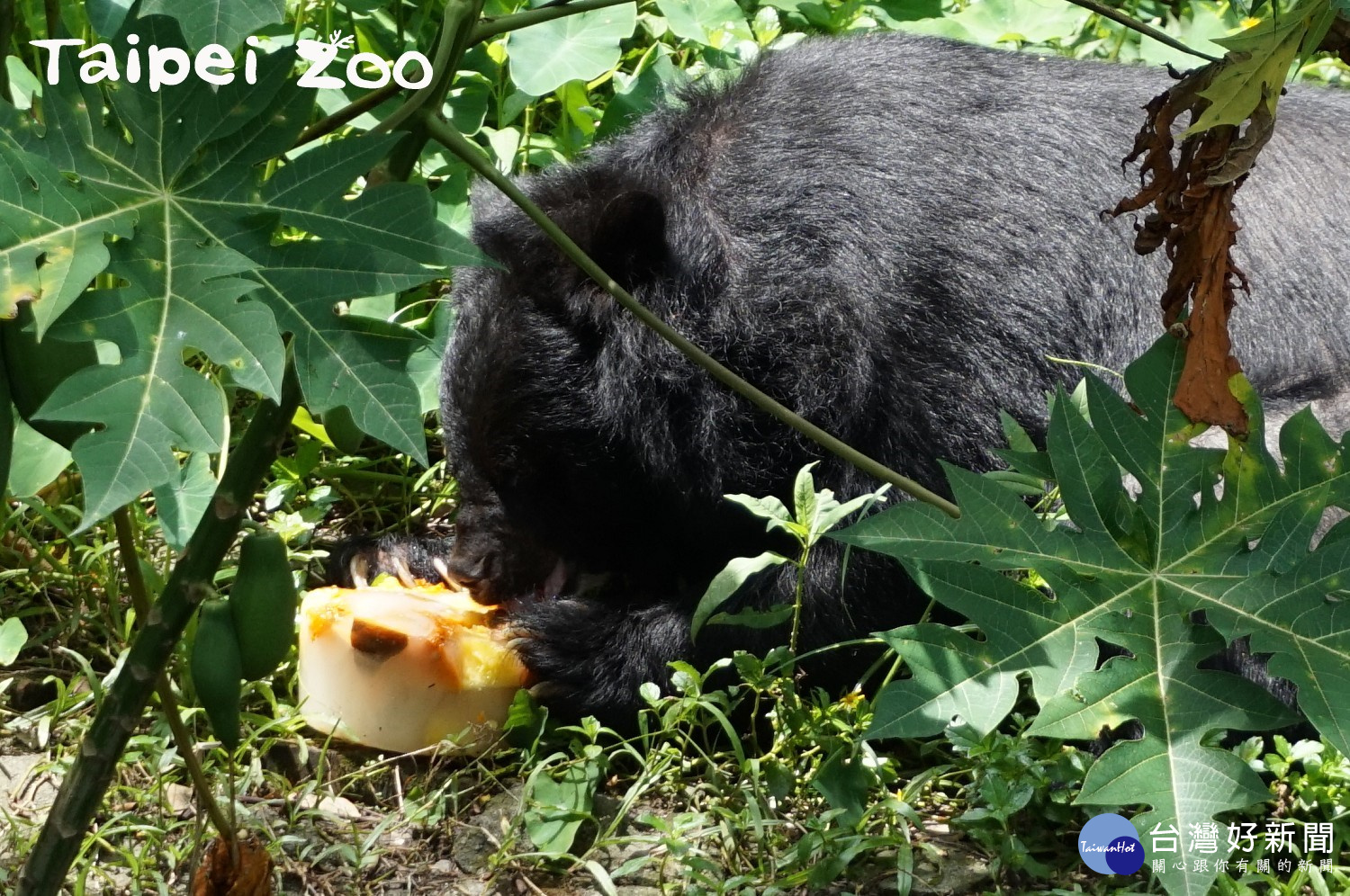 黑熊吃水果冰