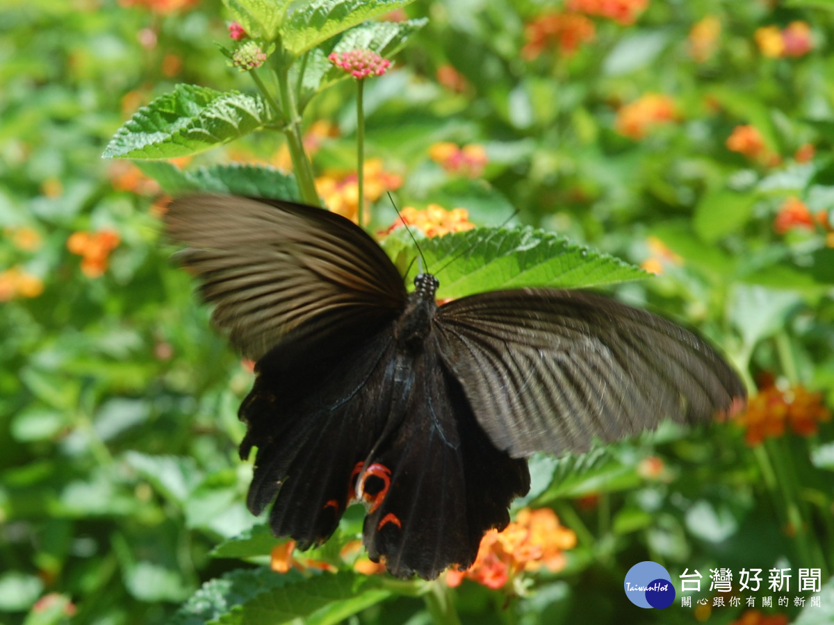 圖說:東勢林場內的常可以看到的黑鳳蝶，成群飛舞。