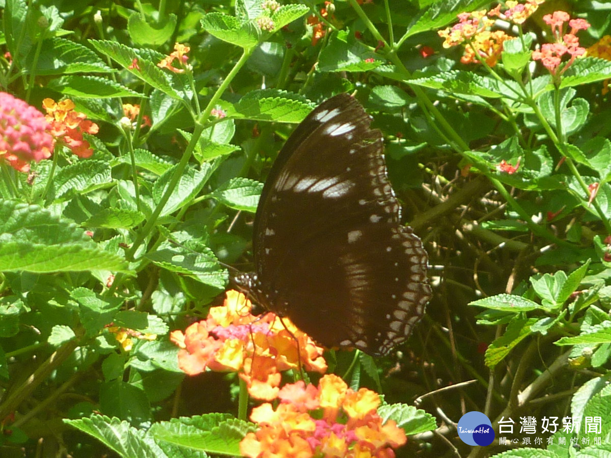圖說:紫斑蝶棲息在蜜源植物-馬櫻丹上。