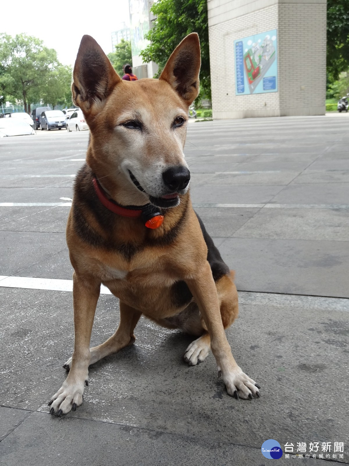 十大優秀校園犬網路票選結果出爐，第1名板橋大觀國中-Peter。（圖／動保處提供）