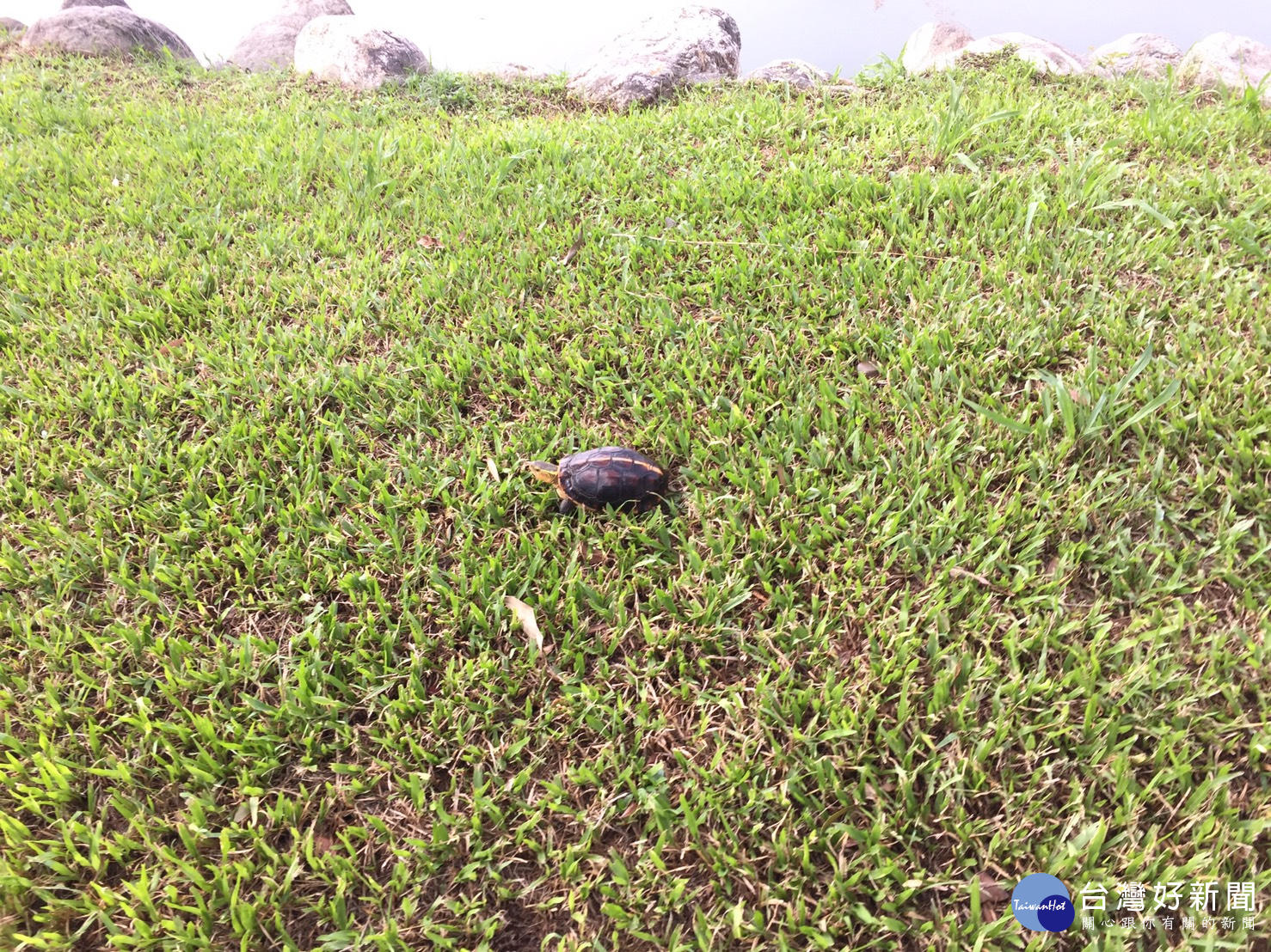 食蛇龜在公園草地上曬太陽