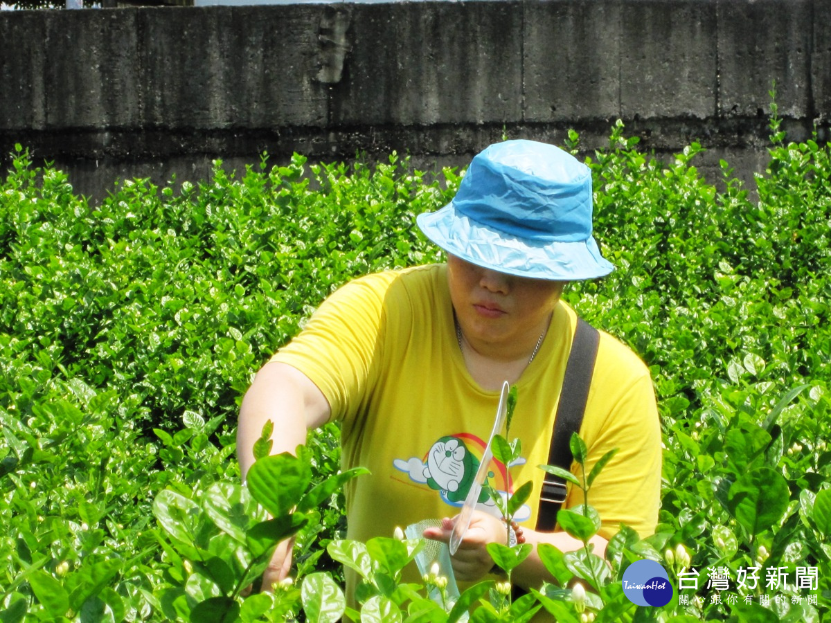 以安全農法種植花壇 「茉莉語茶」勇奪網路票選冠軍