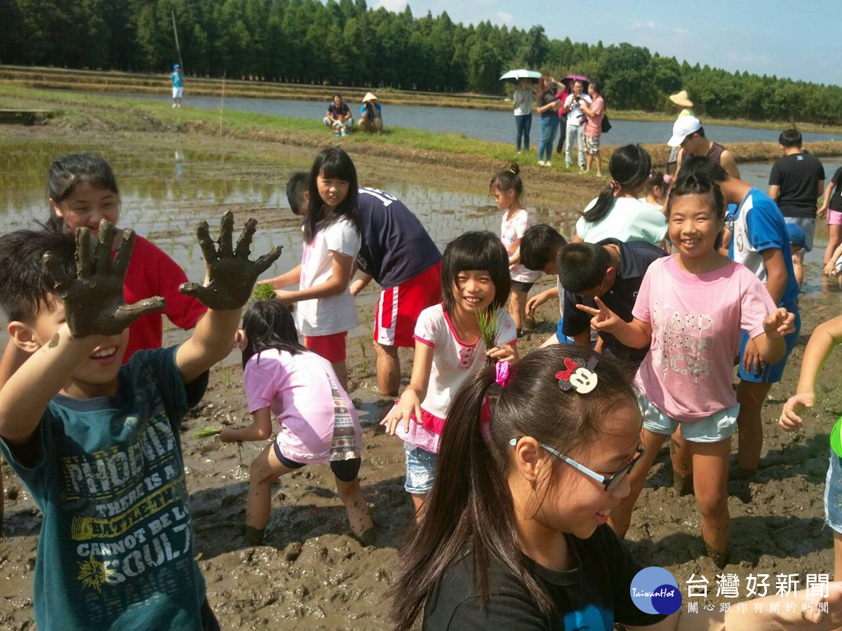 桃市南興國小學農事，暑期插秧體驗農忙樂