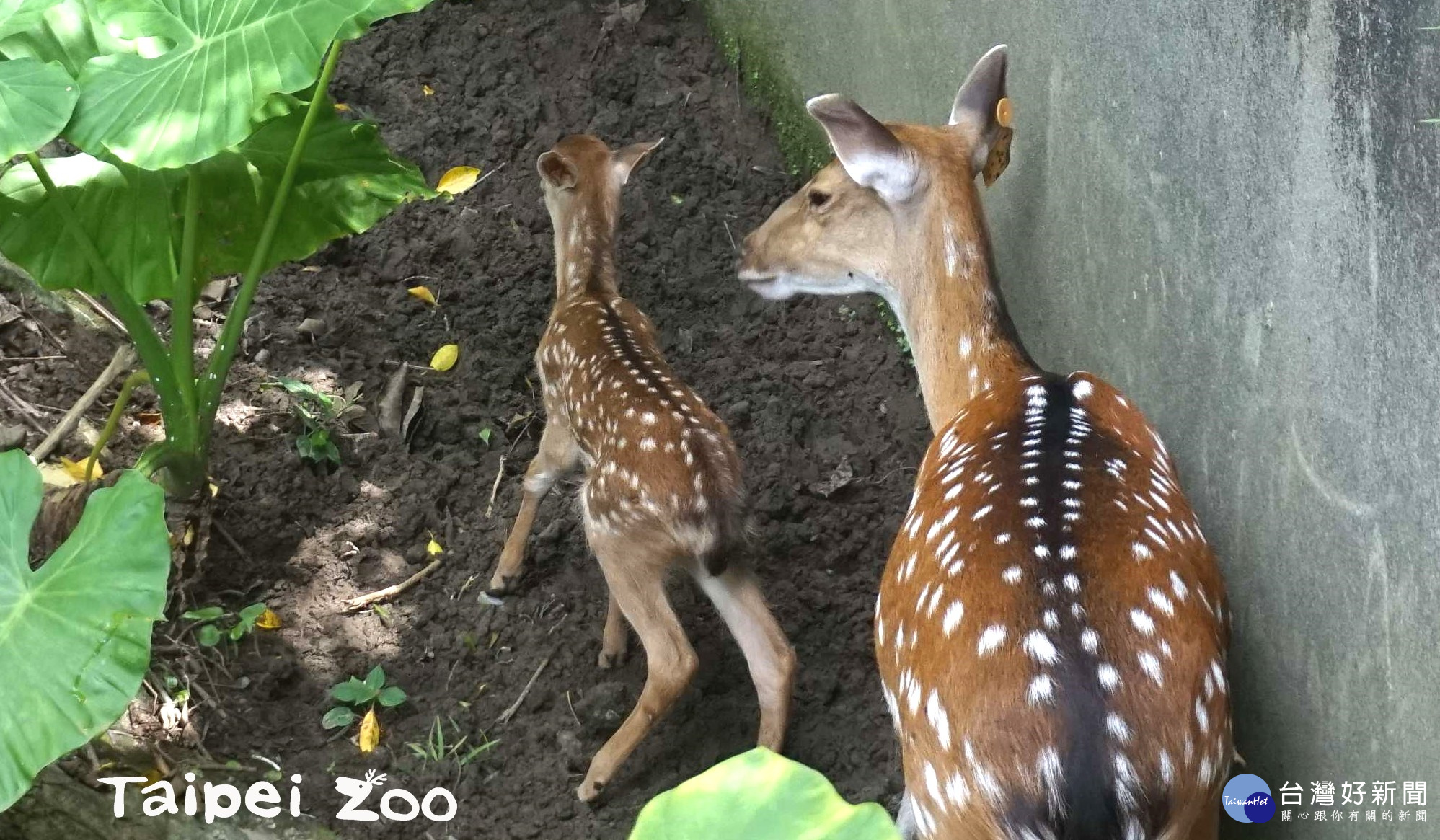 颱風夜誕生　梅花鹿寶寶取名「梅尼莎」（圖／台北市立動物園）