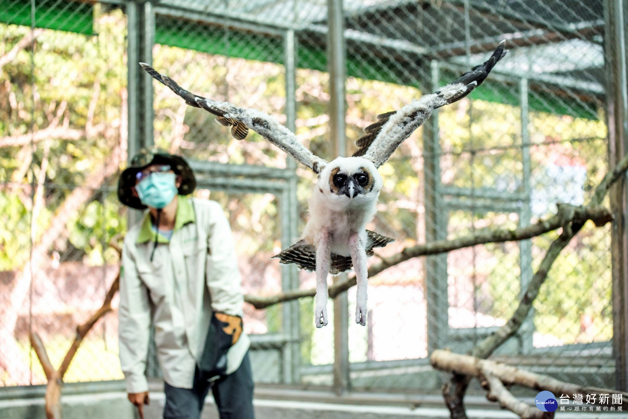 褐林鴞寶寶每日練飛30分 展現猛禽氣勢