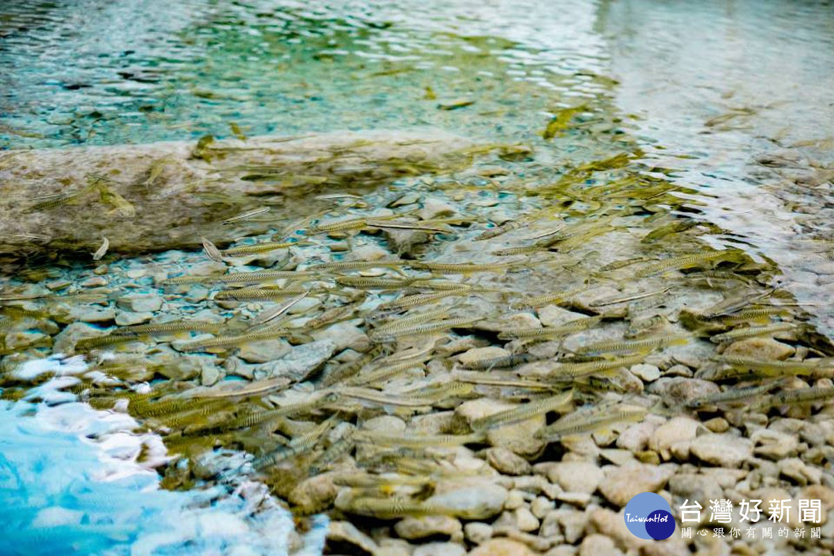 3.鯝魚的故鄉在山美部落