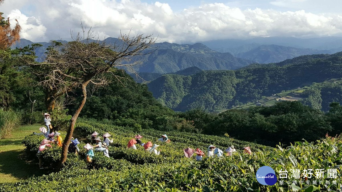 照片由綠光農園提供