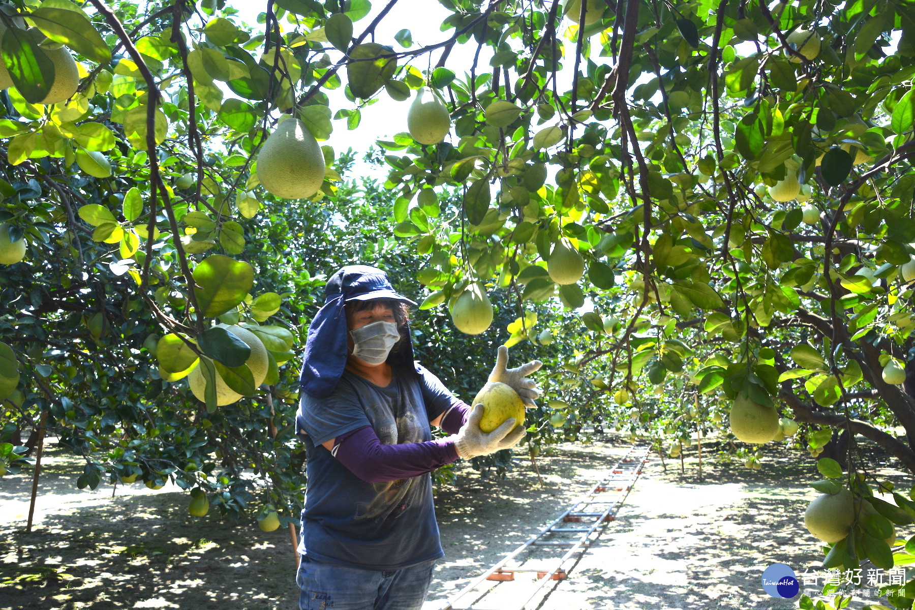 新農人陳雅莉管理文旦園都自己用人工除草,獲吉園圃認證。(圖/記者黃芳祿攝)