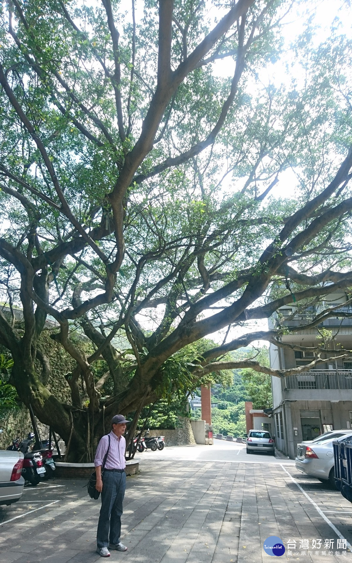 共-83歲的畠中爺爺回到當年的校園，看見記憶中庭園裡的小榕樹已經變成大樹，笑著說自己老了許多