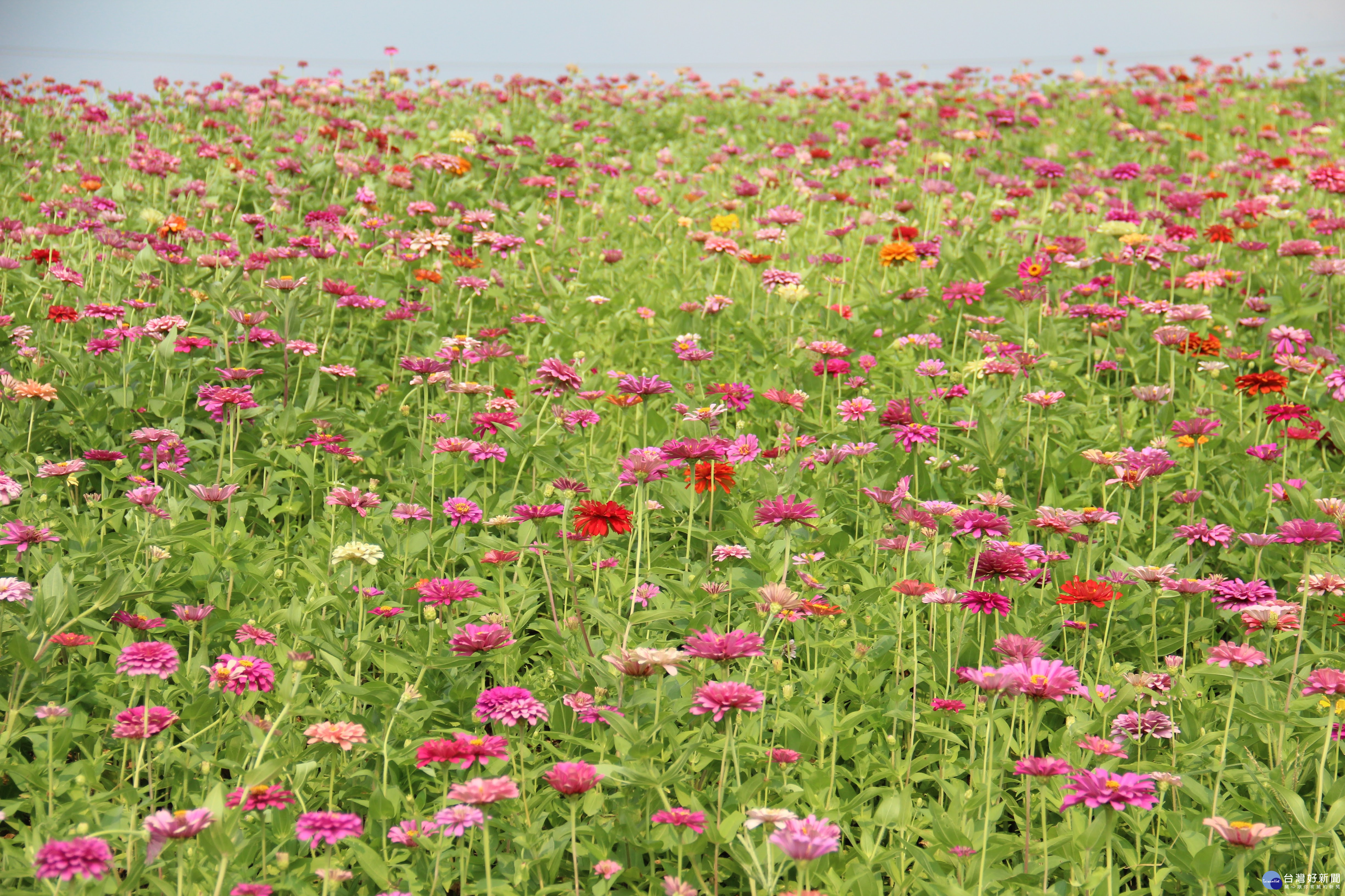 關渡花海節8/25登場 12公頃繽紛花海好浪漫