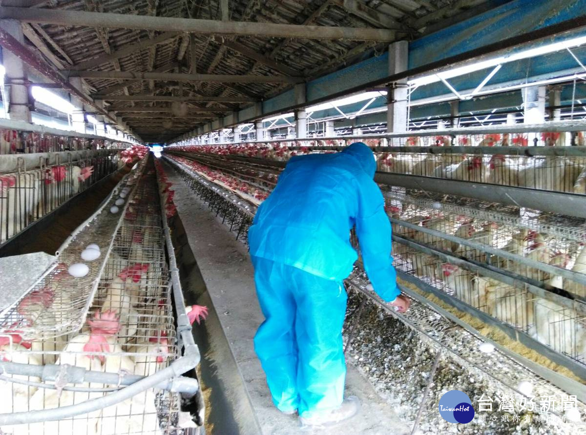 不吸毒卻又受毒害! 彰縣3蛋雞場驗出芬普尼超標