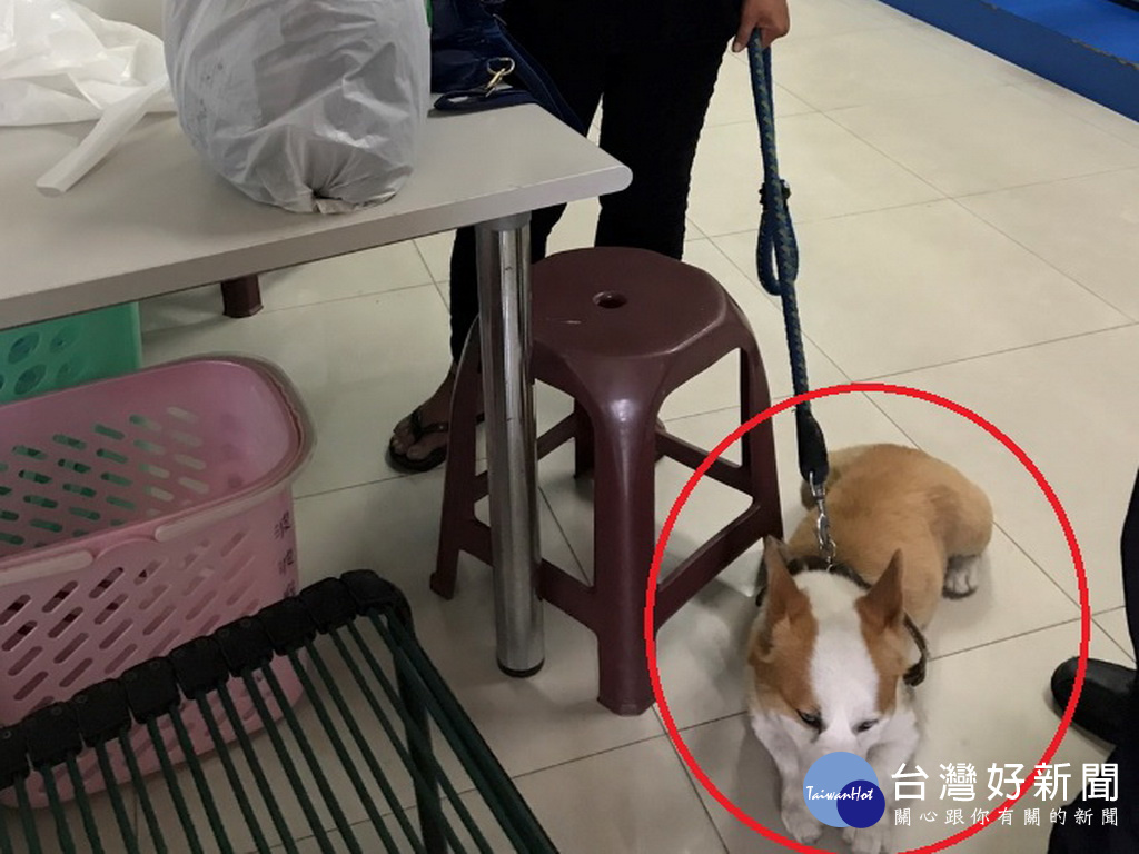 帶柯基犬做為掩似　女竊賊連偷兩機車代步遭逮