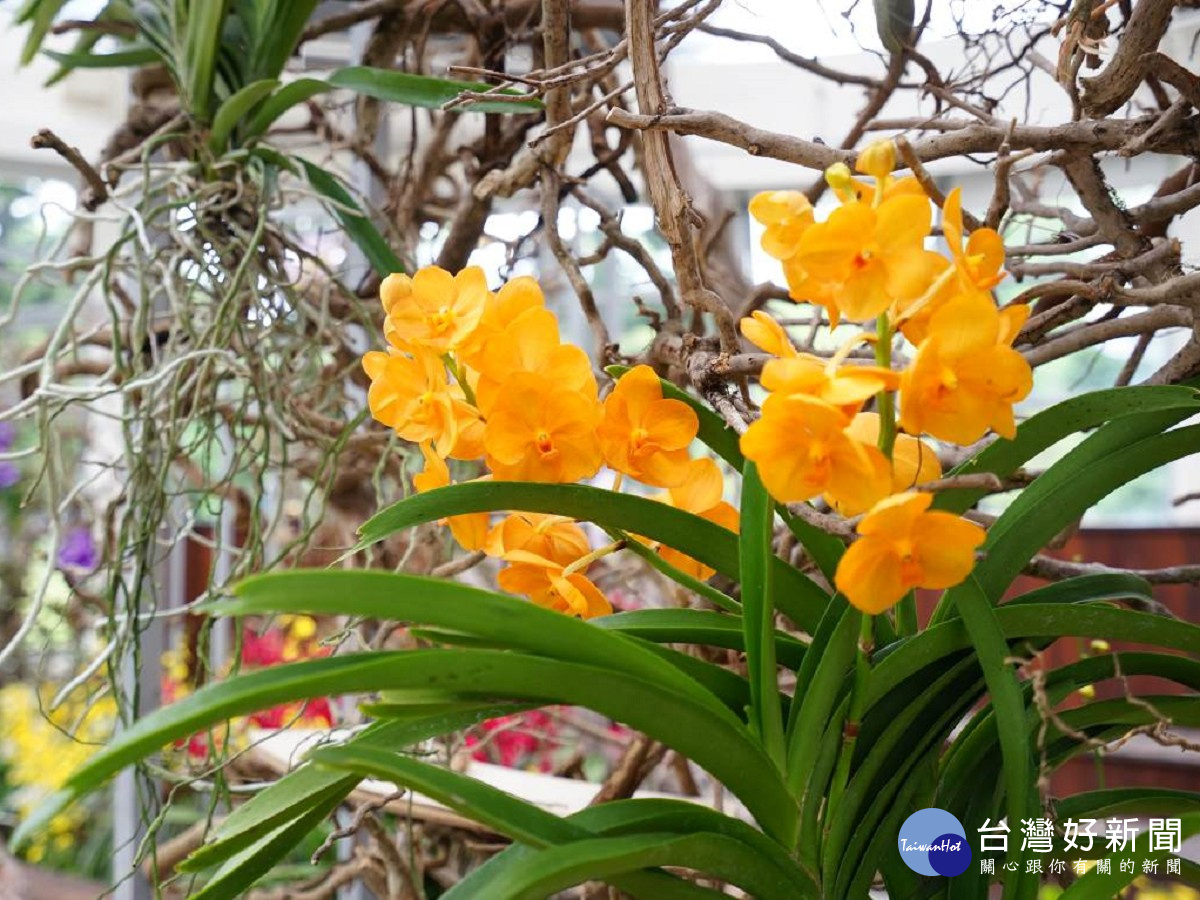剛柔並濟 北市青年公園展出樹與花的邂逅
