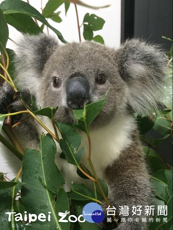 台北市立動物園目前照養14隻成年的無尾熊,每隻個體每天都必須準備約5公斤新鮮的桉樹葉,除了無尾熊會採食500~600公克左右的嫩葉之外,其他的部分則多半成了提供無尾熊遮蔽,讓牠們安心睡個好覺。(圖/台北市立動物園)
