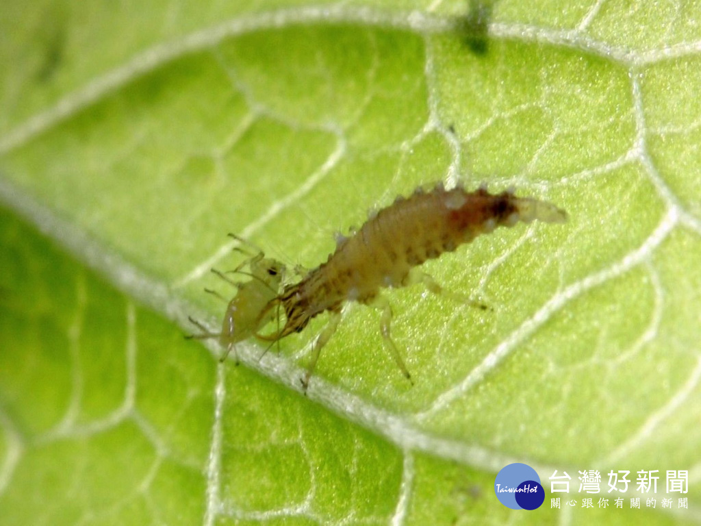 「以蟲治蟲」取代害蟲防治藥劑　農試所研發草蛉飼育技術