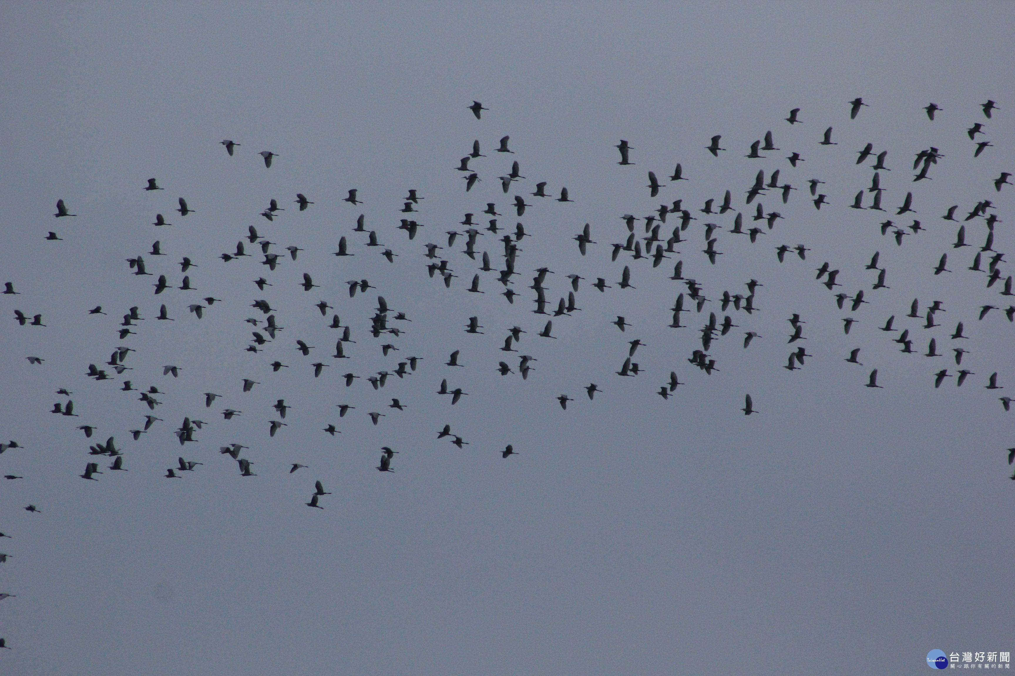 成千上萬的黃頭鷺飛翔盤旋(中華鳥會提供)