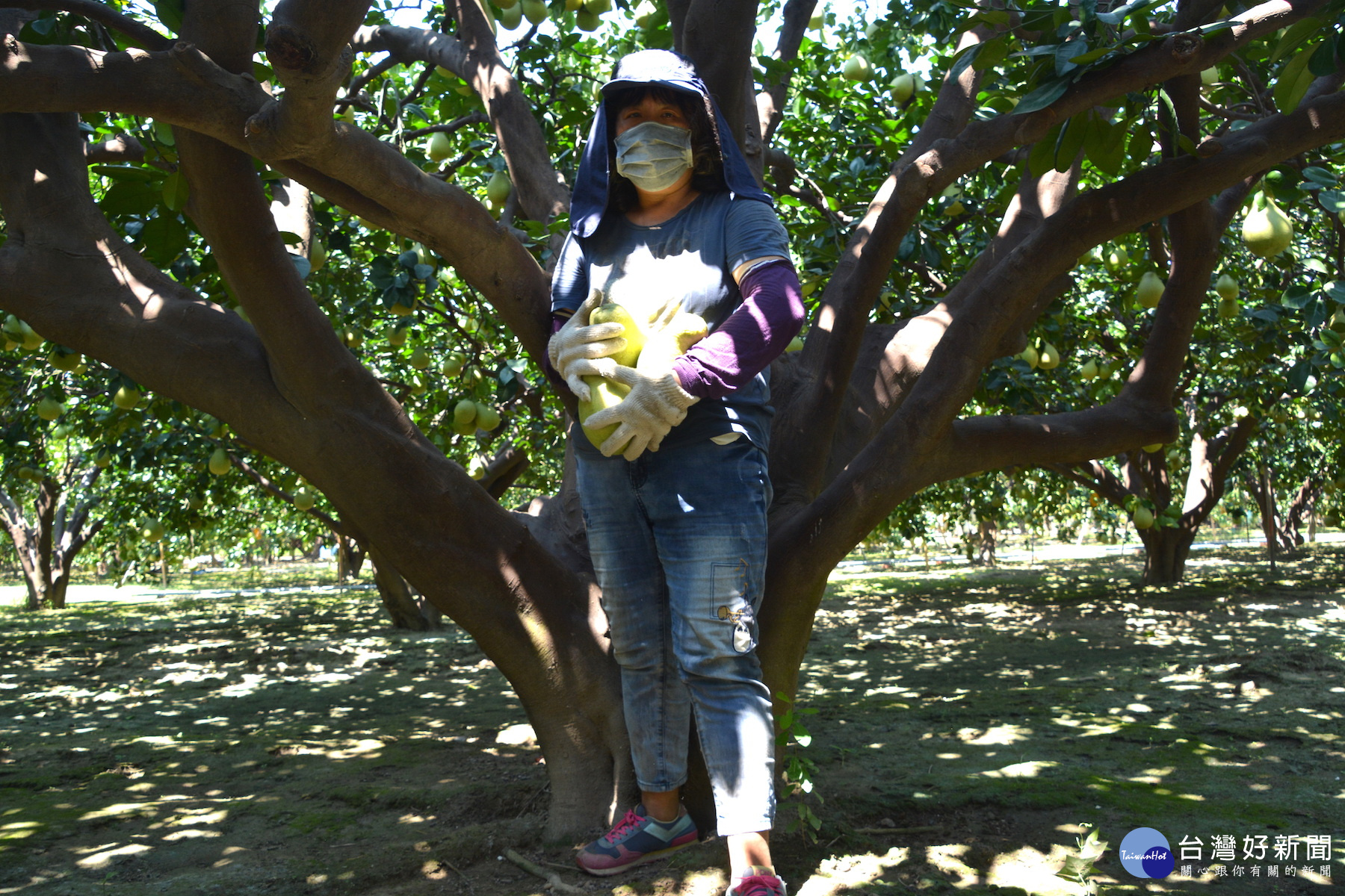 老欉柚樹今年生了700多粒文旦，女主人說拜天氣好、沒風災所賜。(圖/記者黃芳祿攝) 
