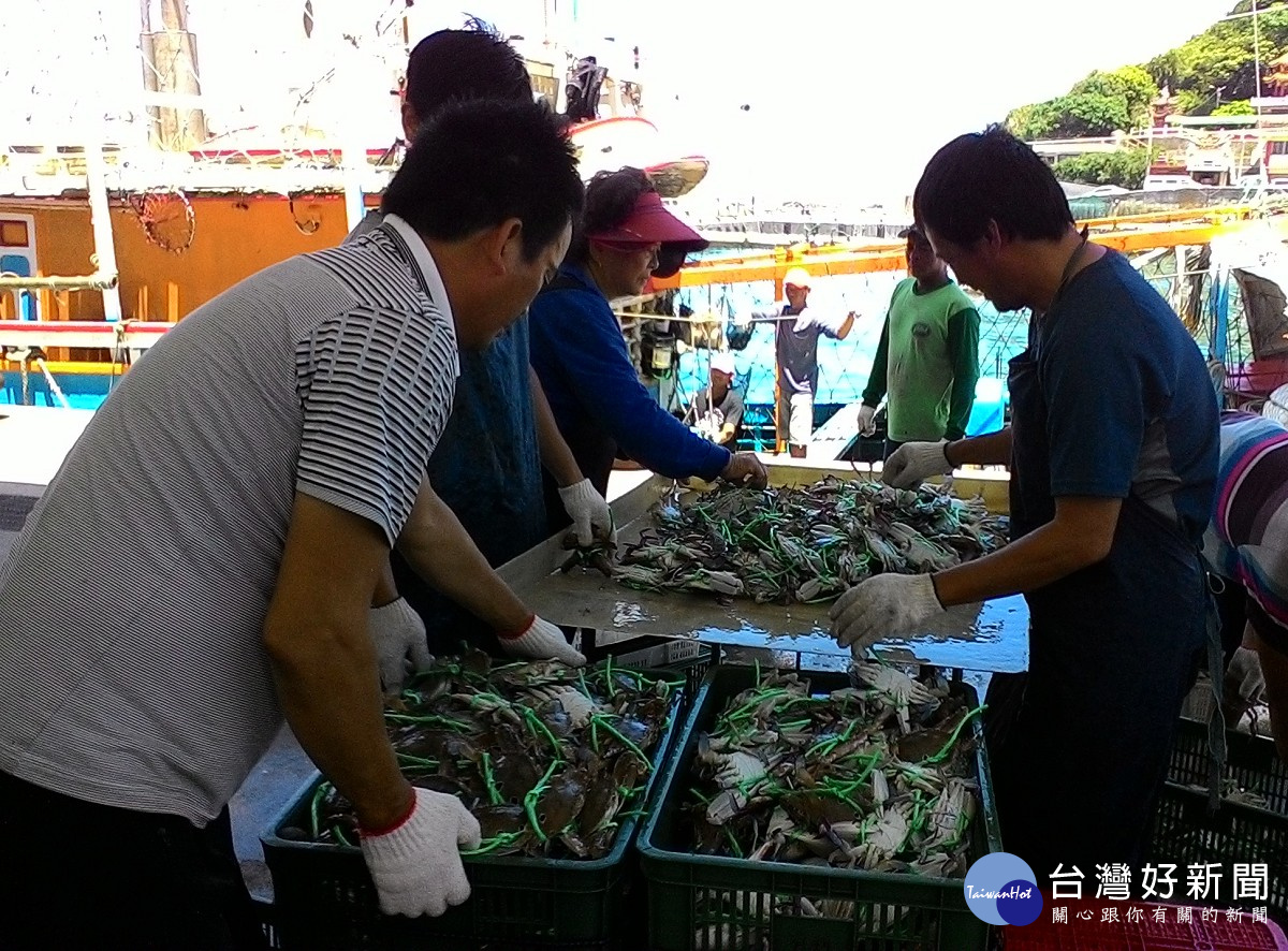 品嚐萬里蟹正逢時　新北推出2斤399元讓民眾搶鮮認購