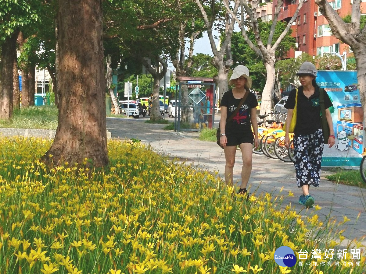 蔥蘭盛開美景映入眼中 北市福林公園彷彿讓人置身在異國中。(圖/台北市公園處提供)