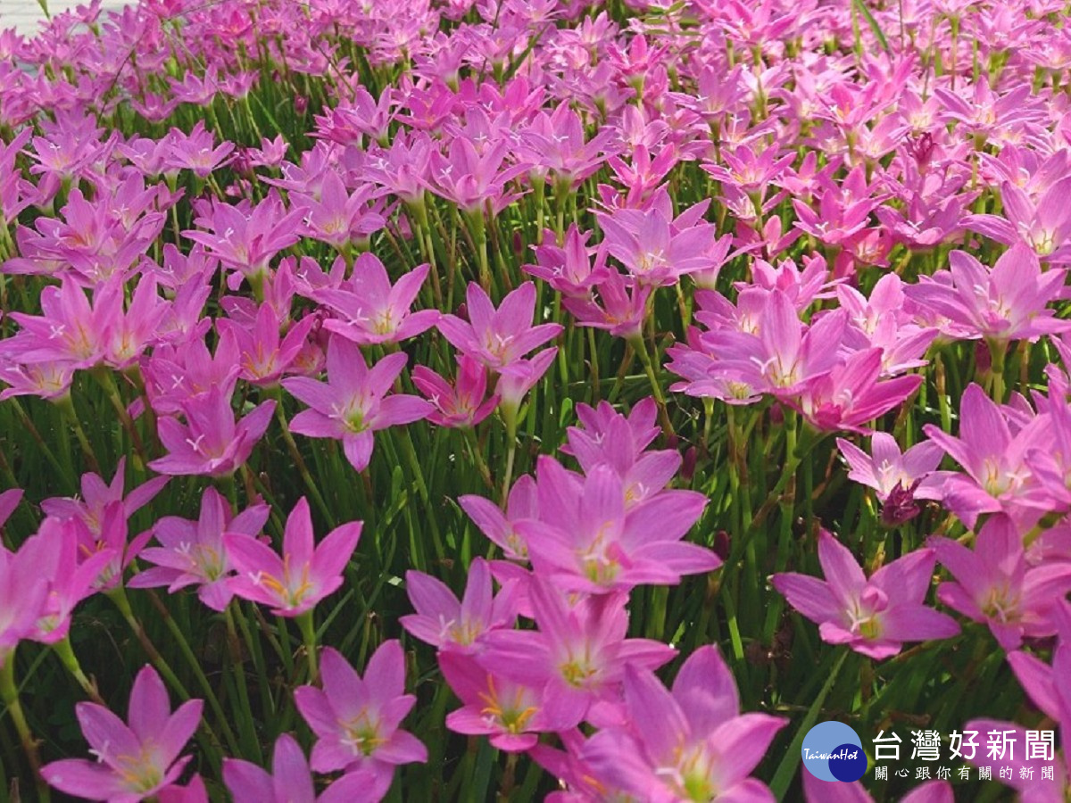 蔥蘭盛開美景映入眼中　北市福林公園彷彿讓人置身在異國中