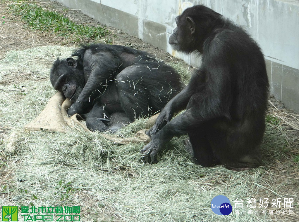 北市立動物園驚傳黑猩猩逃出展區逛大街　嚇壞遊客急逃
